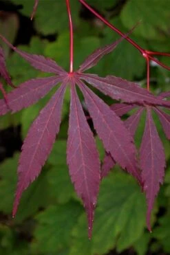 Suminagashi Red Leaf Japanese Maple - 5 Gallon Pot 9 Suminagashi Red Leaf Japanese Maple - 5 Gallon Pot -Garden Plant Shop acer palmatum suminagashi japanese maple 4