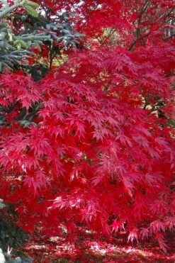 Suminagashi Red Leaf Japanese Maple - 5 Gallon Pot 10 Suminagashi Red Leaf Japanese Maple - 5 Gallon Pot -Garden Plant Shop acer palmatum suminagashi japanese maple 5