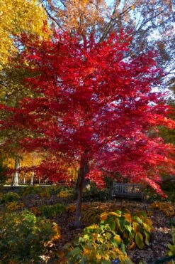 Suminagashi Red Leaf Japanese Maple - 5 Gallon Pot 11 Suminagashi Red Leaf Japanese Maple - 5 Gallon Pot -Garden Plant Shop acer palmatum suminagashi japanese maple 7
