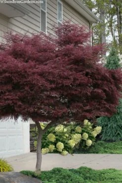 Tamukeyama Dwarf Red Japanese Maple - 1 Gallon Pot - High Grafted Tree Form -Garden Plant Shop acer palmatum tamukeyama japanese maple high graft 2