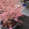 Taylor Pink Japanese Maple - 3 Gallon Pot