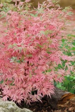 Taylor Pink Japanese Maple - 3 Gallon Pot -Garden Plant Shop acer palmatum taylors pink japanese maple 8