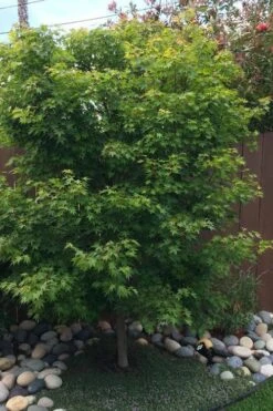 Tobiosho Japanese Maple Tree - 3 Gallon Pot 10 Tobiosho Japanese Maple Tree - 3 Gallon Pot -Garden Plant Shop acer palmatum tobiosho japanese maple tree 6