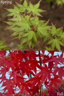 Tsukasa Silhouette Japanese Maple - 3 Gallon Pot (3-3.5') -Garden Plant Shop acer palmatum tsukasa silhouette 2