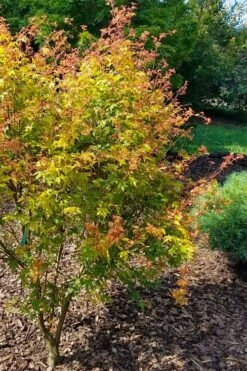 Twinkles Dwarf Coral Bark Japanese Maple - 3 Gallon Pot 14 Twinkles Dwarf Coral Bark Japanese Maple - 3 Gallon Pot -Garden Plant Shop acer palmatum twinkles coral bark japanese maple 1