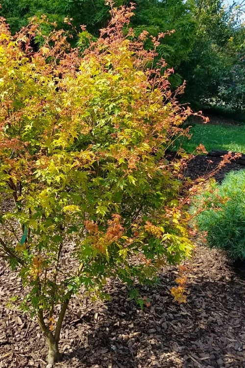 Twinkles Dwarf Coral Bark Japanese Maple - 3 Gallon Pot 5 Twinkles Dwarf Coral Bark Japanese Maple - 3 Gallon Pot - Image 5