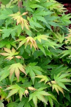 Twinkles Dwarf Coral Bark Japanese Maple - 3 Gallon Pot 15 Twinkles Dwarf Coral Bark Japanese Maple - 3 Gallon Pot -Garden Plant Shop acer palmatum twinkles coral bark japanese maple 10