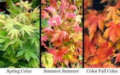 Twinkles Dwarf Coral Bark Japanese Maple - 3 Gallon Pot 13 Twinkles Dwarf Coral Bark Japanese Maple - 3 Gallon Pot -Garden Plant Shop acer palmatum twinkles coral bark japanese maple 11
