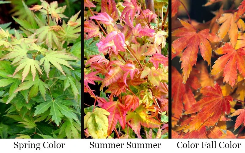 Twinkles Dwarf Coral Bark Japanese Maple - 3 Gallon Pot 4 Twinkles Dwarf Coral Bark Japanese Maple - 3 Gallon Pot - Image 4