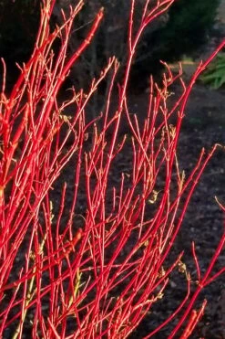 Twinkles Dwarf Coral Bark Japanese Maple - 3 Gallon Pot 17 Twinkles Dwarf Coral Bark Japanese Maple - 3 Gallon Pot -Garden Plant Shop acer palmatum twinkles coral bark japanese maple 2