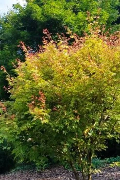 Twinkles Dwarf Coral Bark Japanese Maple - 3 Gallon Pot 19 Twinkles Dwarf Coral Bark Japanese Maple - 3 Gallon Pot -Garden Plant Shop acer palmatum twinkles coral bark japanese maple 4