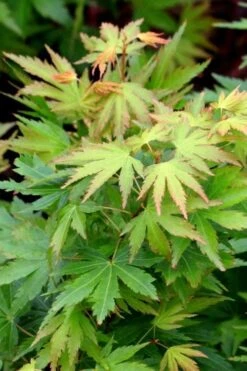 Twinkles Dwarf Coral Bark Japanese Maple - 3 Gallon Pot 18 Twinkles Dwarf Coral Bark Japanese Maple - 3 Gallon Pot -Garden Plant Shop acer palmatum twinkles coral bark japanese maple 8