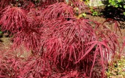 Villa Taranto Japanese Maple - 5 Gallon Pot -Garden Plant Shop acer palmatum villa taranto japanese maple 5