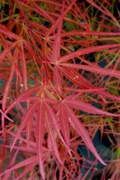 Villa Taranto Japanese Maple - 5 Gallon Pot -Garden Plant Shop acer palmatum villa taranto japanese maple 6