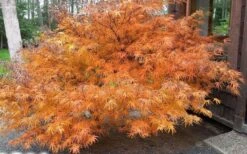 Villa Taranto Japanese Maple - 5 Gallon Pot -Garden Plant Shop acer palmatum villa taranto japanese maple 7