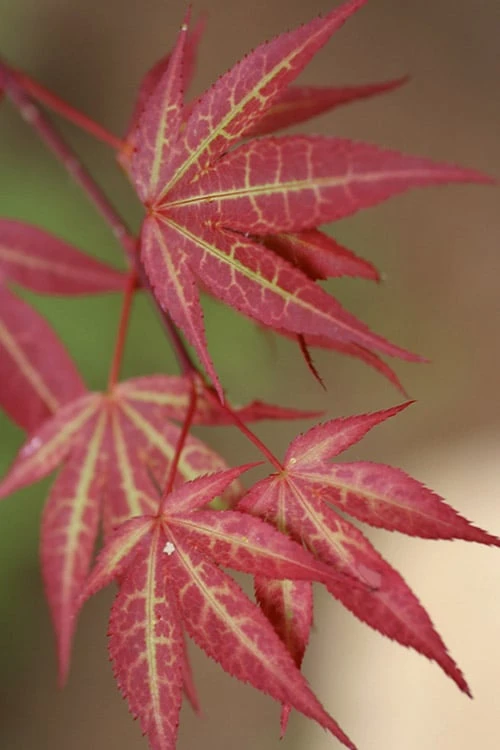 Yezo Nishiki Japanese Maple - 5 Gallon Pot (6-7') 1 Yezo Nishiki Japanese Maple - 5 Gallon Pot (6-7')