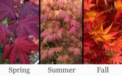Yezo Nishiki Japanese Maple - 5 Gallon Pot (6-7') 16 Yezo Nishiki Japanese Maple - 5 Gallon Pot (6-7') -Garden Plant Shop acer palmatum yezo nishiki japanese maple 14