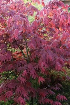 Yezo Nishiki Japanese Maple - 5 Gallon Pot (6-7') 17 Yezo Nishiki Japanese Maple - 5 Gallon Pot (6-7') -Garden Plant Shop acer palmatum yezo nishiki japanese maple 5