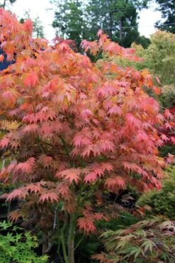 Yezo Nishiki Japanese Maple - 5 Gallon Pot (6-7') 21 Yezo Nishiki Japanese Maple - 5 Gallon Pot (6-7') -Garden Plant Shop acer palmatum yezo nishiki japanese maple 6