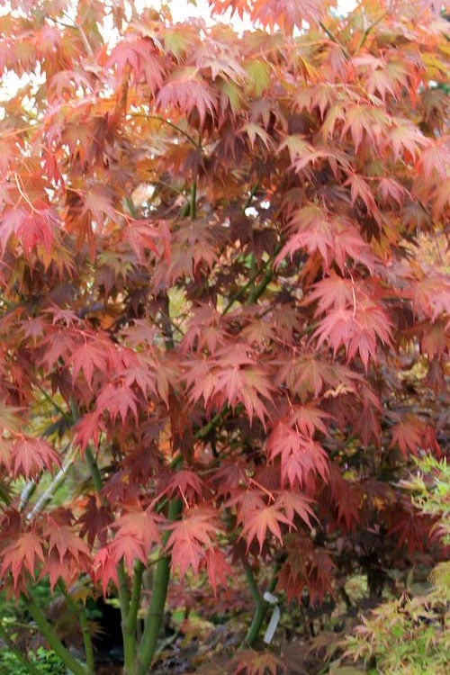 Yezo Nishiki Japanese Maple - 5 Gallon Pot (6-7') 10 Yezo Nishiki Japanese Maple - 5 Gallon Pot (6-7') - Image 10