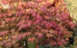 Yezo Nishiki Japanese Maple - 5 Gallon Pot (6-7') 23 Yezo Nishiki Japanese Maple - 5 Gallon Pot (6-7') -Garden Plant Shop acer palmatum yezo nishiki japanese maple 8