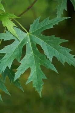 Silver Maple Tree (Acer Saccharinum) - 1 Gallon Pot -Garden Plant Shop acer saccharinum silver maple tree 1g