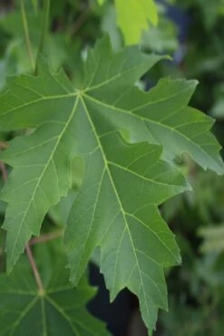Silver Maple Tree (Acer Saccharinum) - 1 Gallon Pot -Garden Plant Shop acer saccharinum silver maple tree 2g