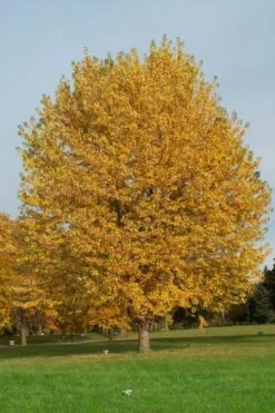 Silver Maple Tree (Acer Saccharinum) - 1 Gallon Pot -Garden Plant Shop acer saccharinum silver maple tree 3g