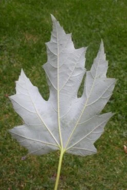 Silver Maple Tree (Acer Saccharinum) - 1 Gallon Pot -Garden Plant Shop acer saccharinum silver maple tree 6