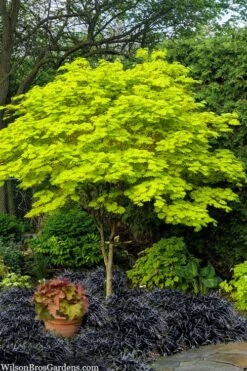 Jordan Golden Full Moon Japanese Maple - 3 Gallon Pot -Garden Plant Shop acer shirasawanum jordan golden full moon japanese maple 1