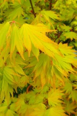 Jordan Golden Full Moon Japanese Maple - 3 Gallon Pot -Garden Plant Shop acer shirasawanum jordan golden full moon japanese maple 2