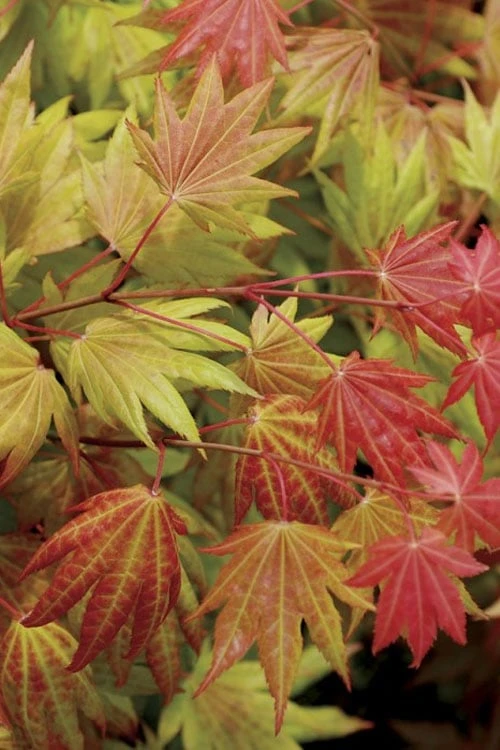 Moonrise Full Moon Japanese Maple - 5 Gallon Pot 6 Moonrise Full Moon Japanese Maple - 5 Gallon Pot - Image 6