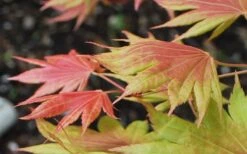 Moonrise Full Moon Japanese Maple - 5 Gallon Pot 13 Moonrise Full Moon Japanese Maple - 5 Gallon Pot -Garden Plant Shop acer shirasawanum moonrise full moon janese maple 3 1