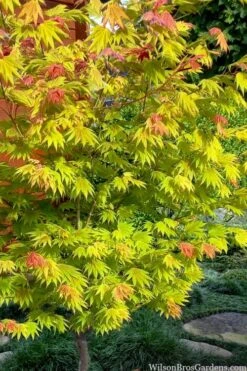 Moonrise Full Moon Japanese Maple - 3 Gallon Pot 11 Moonrise Full Moon Japanese Maple - 3 Gallon Pot -Garden Plant Shop acer shirasawanum moonrise full moon janese maple 7