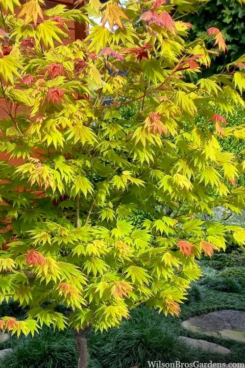 Moonrise Full Moon Japanese Maple - 3 Gallon Pot 5 Moonrise Full Moon Japanese Maple - 3 Gallon Pot - Image 5