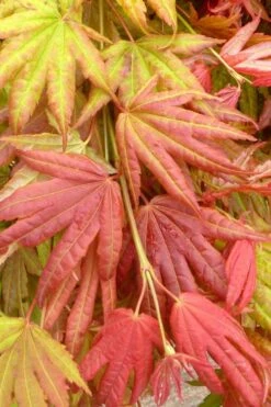 Moonrise Full Moon Japanese Maple - 3 Gallon Pot 10 Moonrise Full Moon Japanese Maple - 3 Gallon Pot -Garden Plant Shop acer shirasawanum moonrise janese maple 1