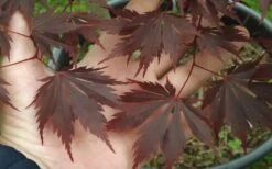Yasemin Full Moon Japanese Maple - 5 Gallon Pot 12 Yasemin Full Moon Japanese Maple - 5 Gallon Pot -Garden Plant Shop acer shirasawanum yaesmin full moon japanese maple 1