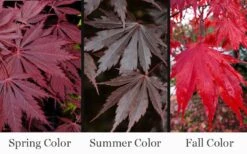 Yasemin Full Moon Japanese Maple - 5 Gallon Pot 10 Yasemin Full Moon Japanese Maple - 5 Gallon Pot -Garden Plant Shop acer shirasawanum yasemin full moon japanese maple 10
