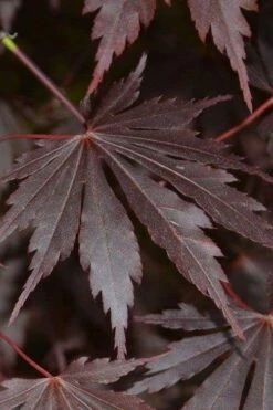 Yasemin Full Moon Japanese Maple - 5 Gallon Pot 13 Yasemin Full Moon Japanese Maple - 5 Gallon Pot -Garden Plant Shop acer shirasawanum yasemin full moon japanese maple 2