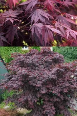 Yasemin Full Moon Japanese Maple - 5 Gallon Pot 11 Yasemin Full Moon Japanese Maple - 5 Gallon Pot -Garden Plant Shop acer shirasawanum yasemin full moon japanese maple 5