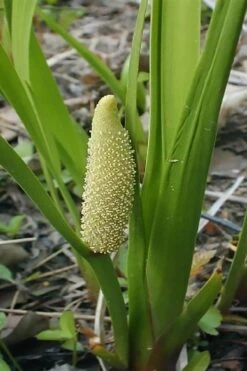 American Sweet Flag (Acorus Americanus) - 1 Gallon Pot 9 American Sweet Flag (Acorus Americanus) - 1 Gallon Pot -Garden Plant Shop acorus americanus american sweet flag 10