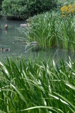 American Sweet Flag (Acorus Americanus) - 6 Pack Of 1 Gallon Pots -Garden Plant Shop acorus americanus american sweet flag 11 2