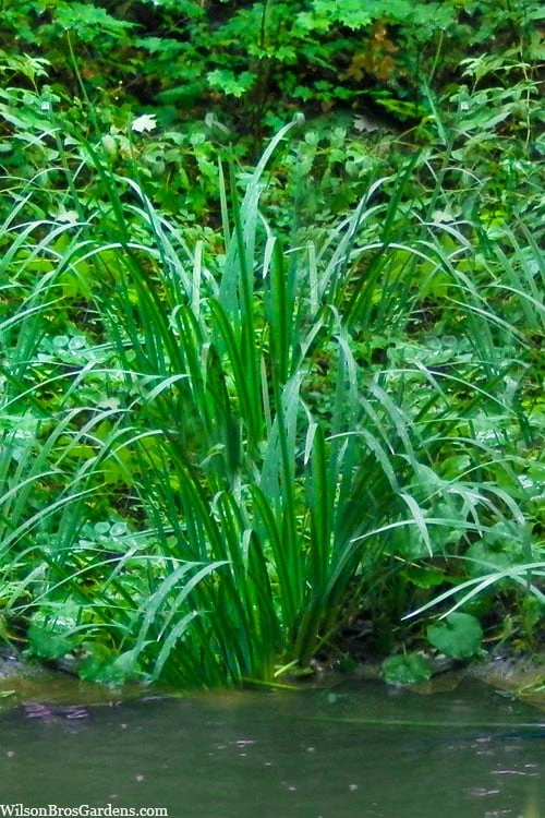 American Sweet Flag (Acorus Americanus) - 1 Gallon Pot 1 American Sweet Flag (Acorus Americanus) - 1 Gallon Pot