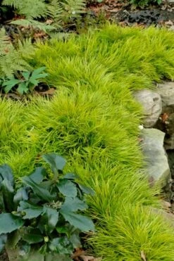 Dwarf Golden Sweet Flag (Acorus Gramineus 'Minimus Aureus') - 5 Pack Of Quart Pots -Garden Plant Shop acorus gramineus minnimus aurea dwarf golden sweet flag 101 2