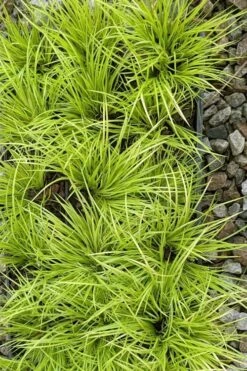 Dwarf Golden Sweet Flag - Acorus Gramineus 'Minimus Aureus' - 5 Pack Of Pint Pots 11 Dwarf Golden Sweet Flag - Acorus Gramineus 'Minimus Aureus' - 5 Pack Of Pint Pots -Garden Plant Shop acorus gramineus minnimus aurea dwarf golden sweet flag 105 3