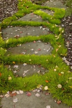 Dwarf Golden Sweet Flag - Acorus Gramineus 'Minimus Aureus' - 5 Pack Of Pint Pots 10 Dwarf Golden Sweet Flag - Acorus Gramineus 'Minimus Aureus' - 5 Pack Of Pint Pots -Garden Plant Shop acorus gramineus minnimus aurea dwarf golden sweet flag 106 3