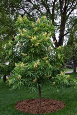 Ohio Buckeye (Aesculus Glabra) - 3 Gallon Pot 15 Ohio Buckeye (Aesculus Glabra) - 3 Gallon Pot -Garden Plant Shop aesculus glabra ohio buckeye 12