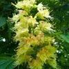 Ohio Buckeye (Aesculus Glabra) - 1 Gallon Pot