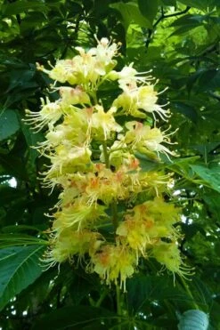 Ohio Buckeye (Aesculus Glabra) - 3 Gallon Pot