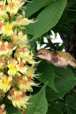 Ohio Buckeye (Aesculus Glabra) - 3 Gallon Pot 14 Ohio Buckeye (Aesculus Glabra) - 3 Gallon Pot -Garden Plant Shop aesculus glabra ohio buckeye 6